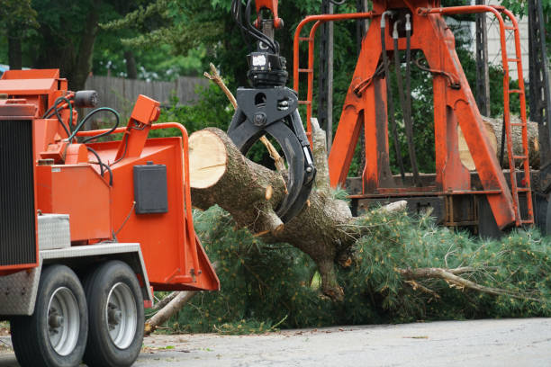 Reliable Gilbert, MN Tree Service Solutions